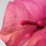 IMG_0953