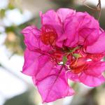 IMG_0956