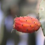 IMG_0960