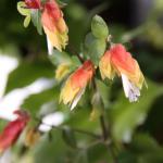 IMG_1008