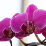 IMG_1024