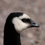 IMG_7136