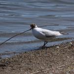 IMG_7146