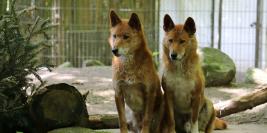 Neumünster, Tierpark 22.5.2017