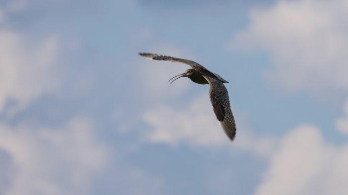 IMG_7625